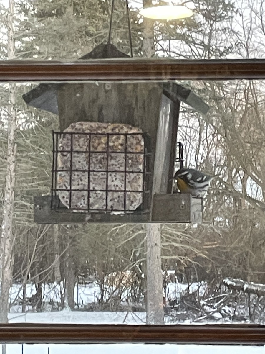 Yellow-throated Warbler - Anonymous