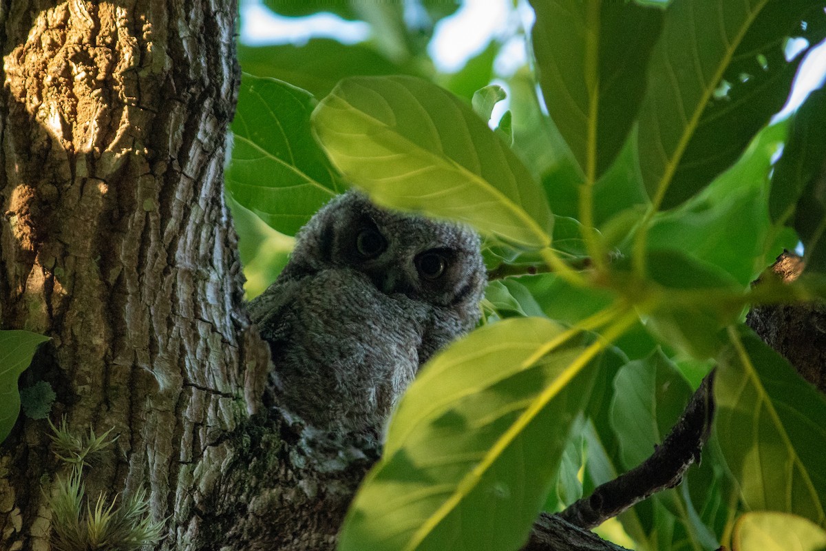 Tropical Screech-Owl - Arthur Bruck