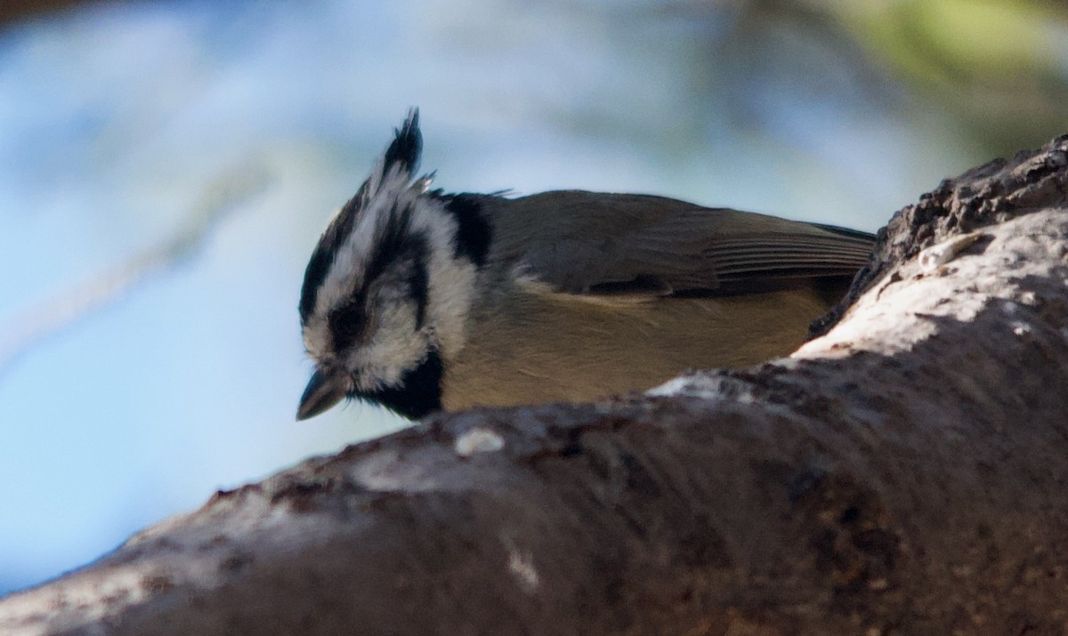 Bridled Titmouse - ML612433780