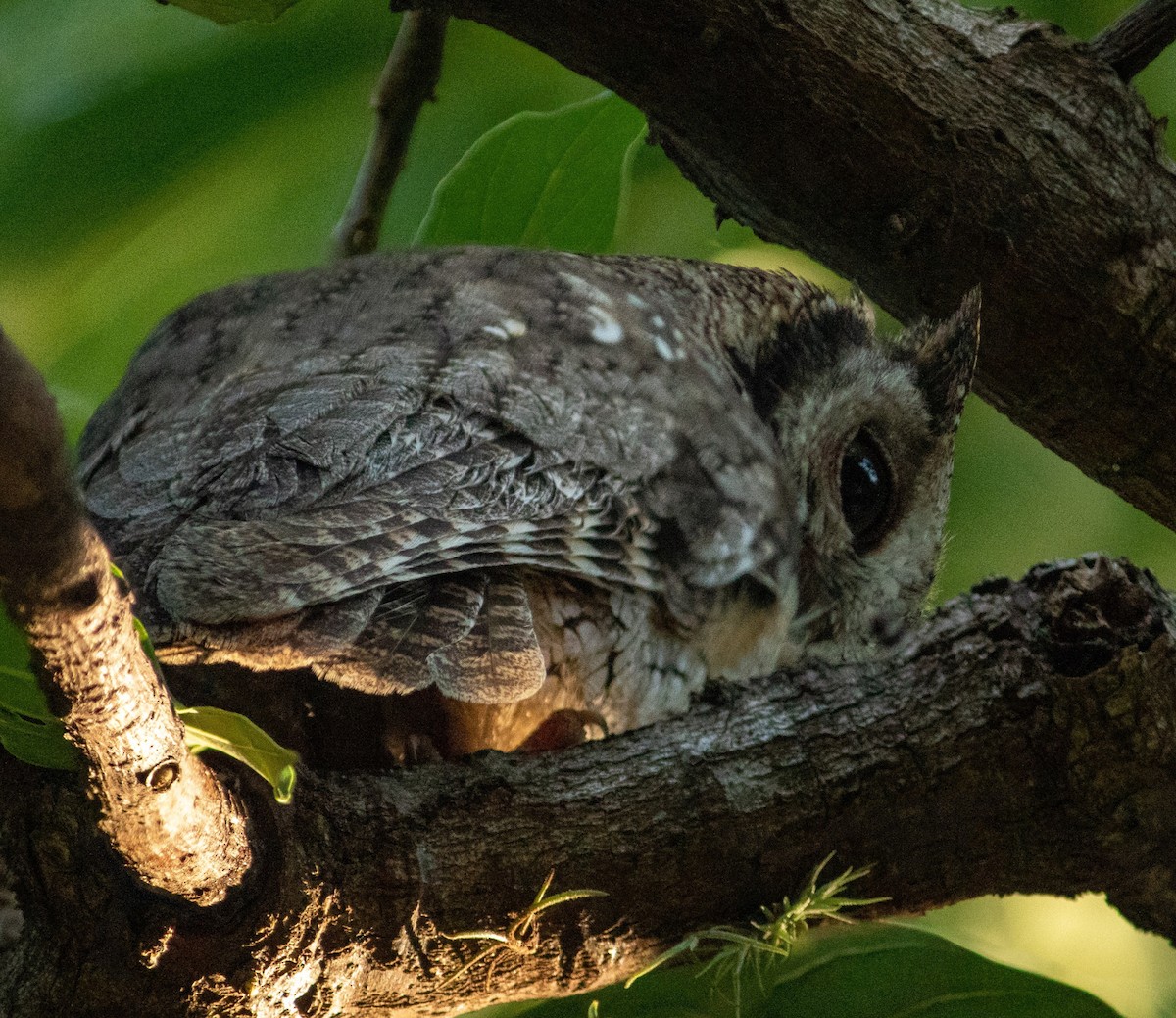 Tropical Screech-Owl - Arthur Bruck