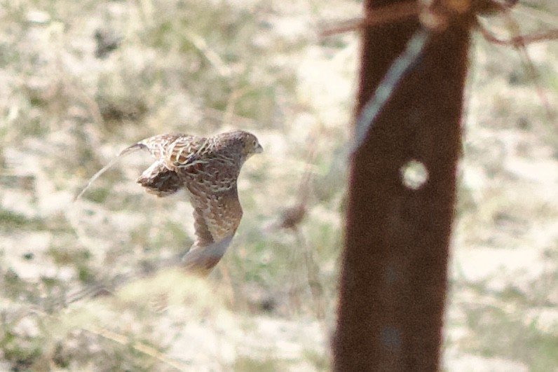 Little Buttonquail - ML612433802