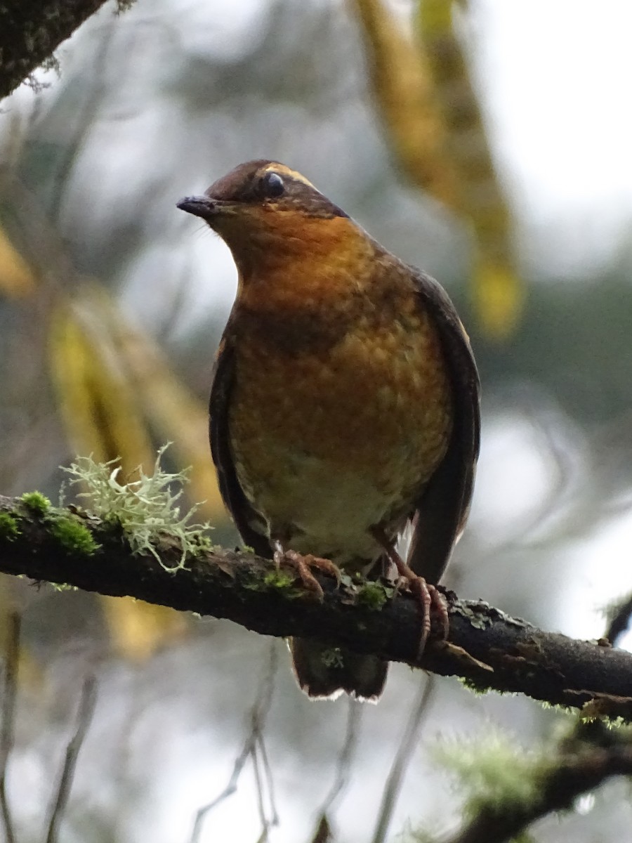 Varied Thrush - ML612433839