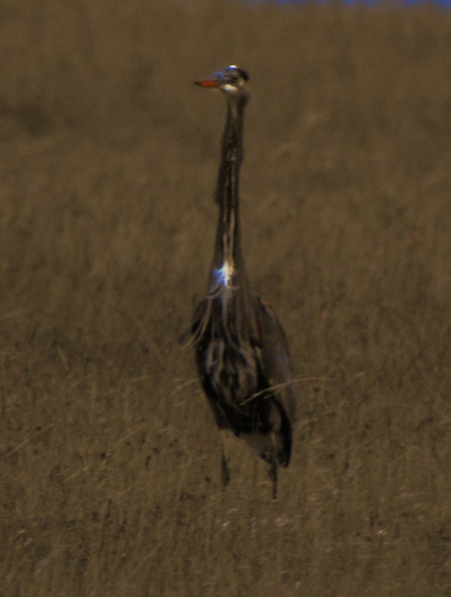 Great Blue Heron - ML612433858