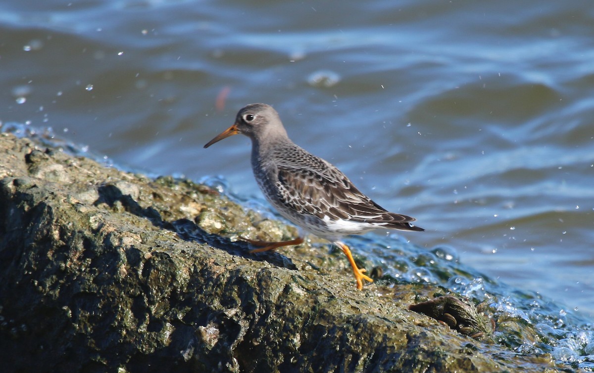 Purple Sandpiper - ML612433863