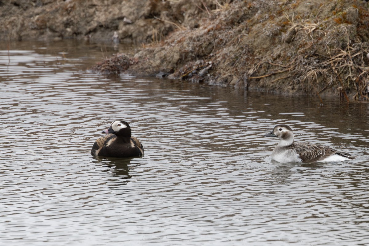 Long-tailed Duck - ML612433867