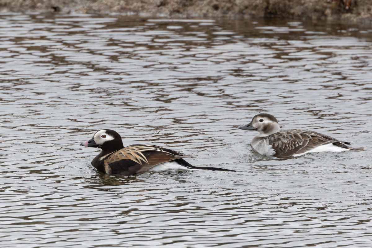 Long-tailed Duck - ML612433868