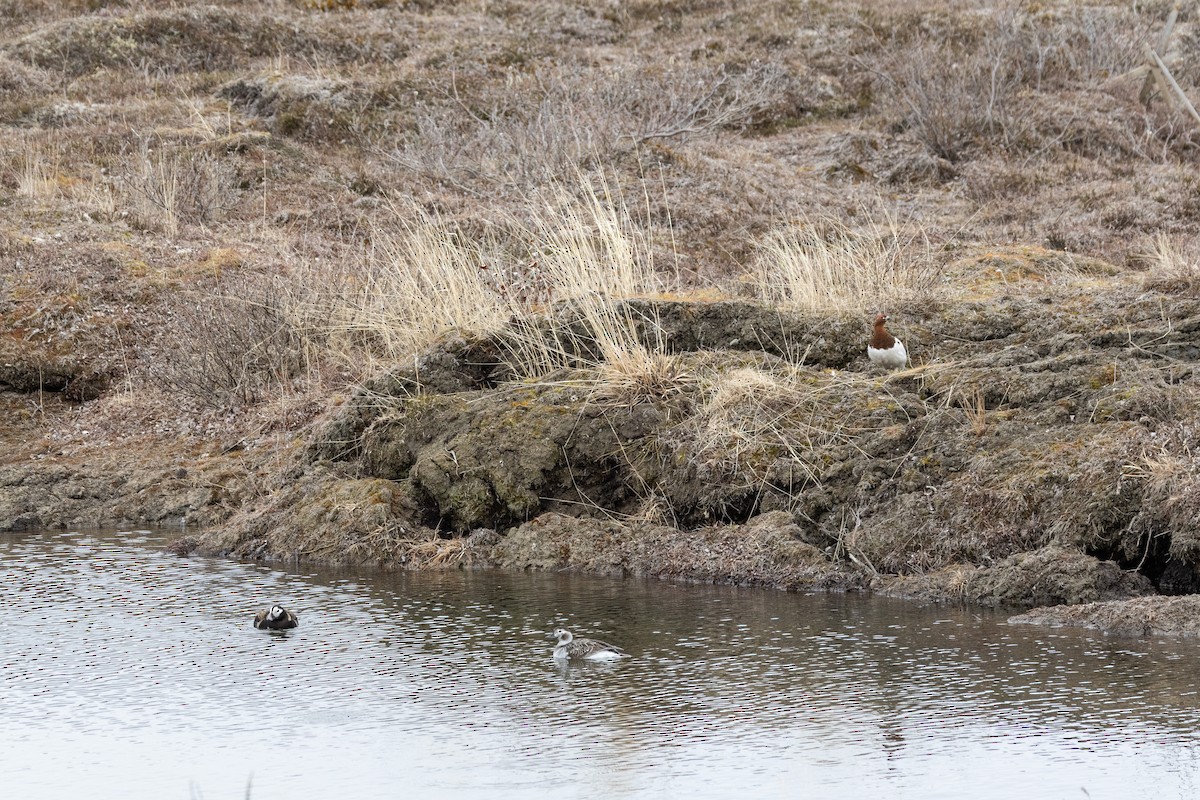 Long-tailed Duck - ML612433888