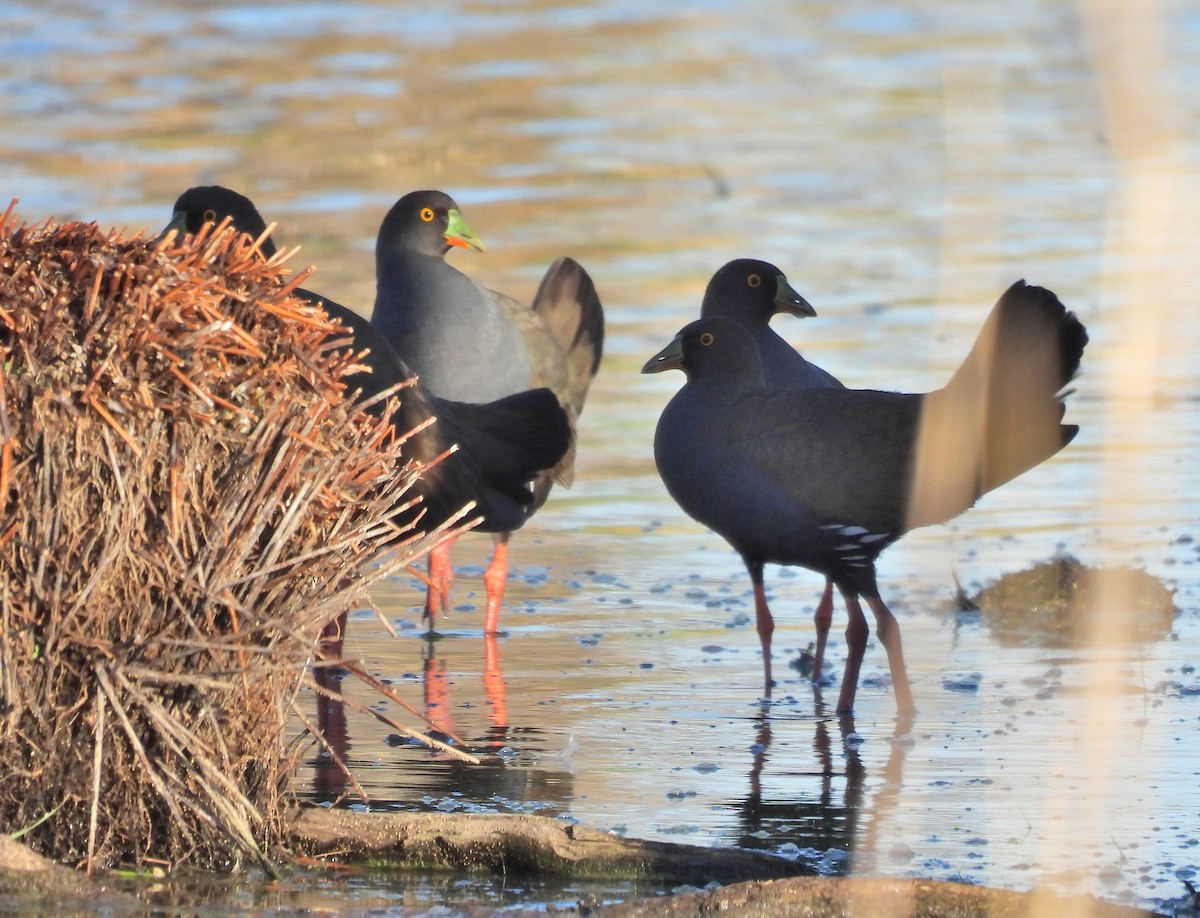 Black-tailed Nativehen - ML612433956