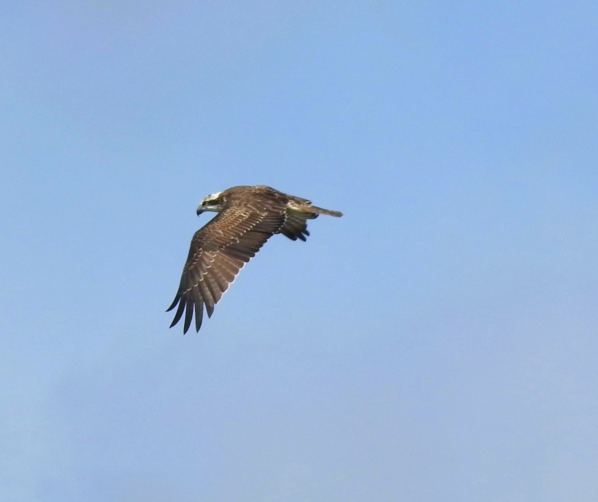 Osprey - Andrew McDonald