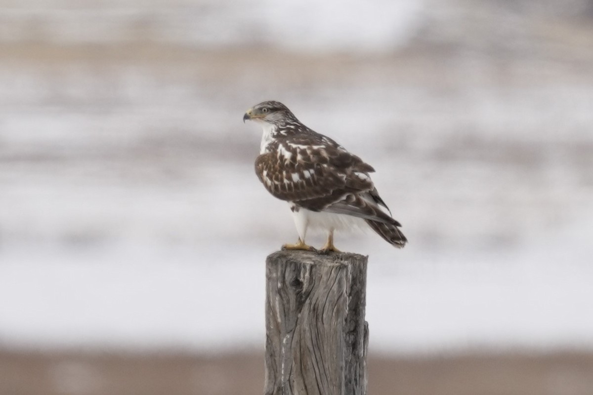 Ferruginous Hawk - Meg Peterson