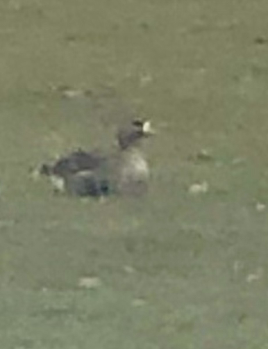 Greater White-fronted Goose - ML612434000