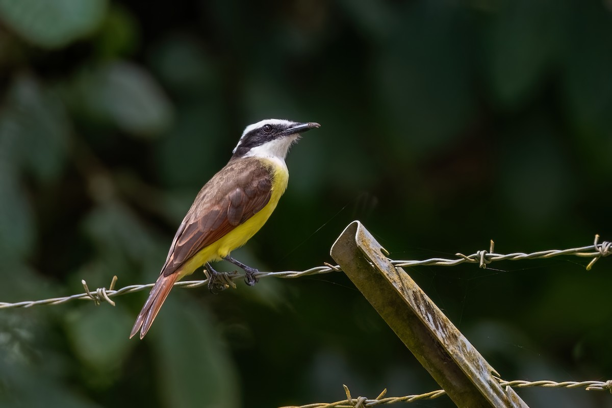 Lesser Kiskadee - ML612434014