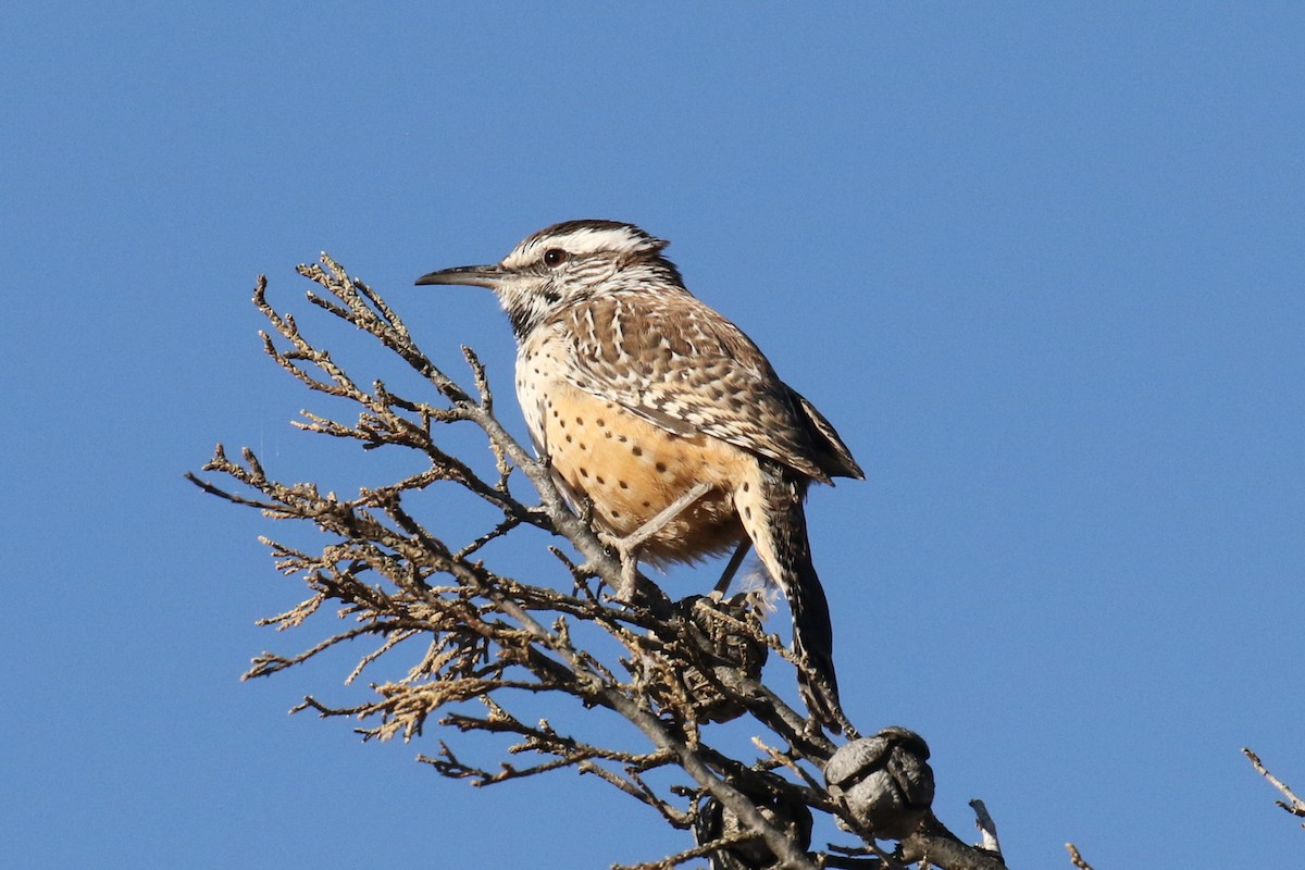 Cactus Wren - ML612434022