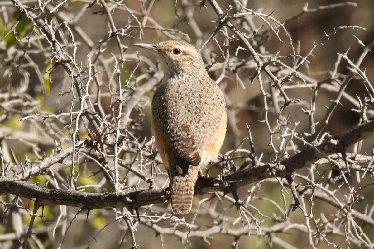 Rock Wren - ML612434059