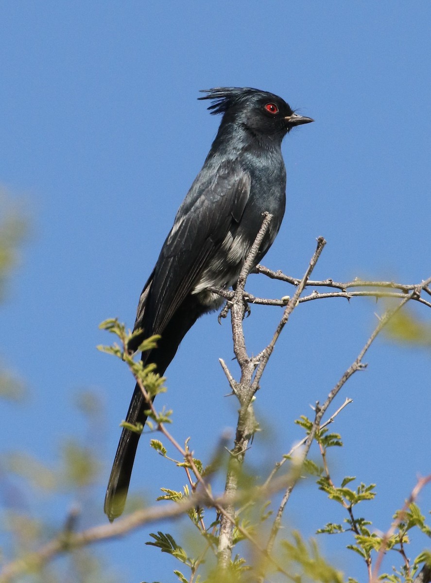 Phainopepla - ML612434064