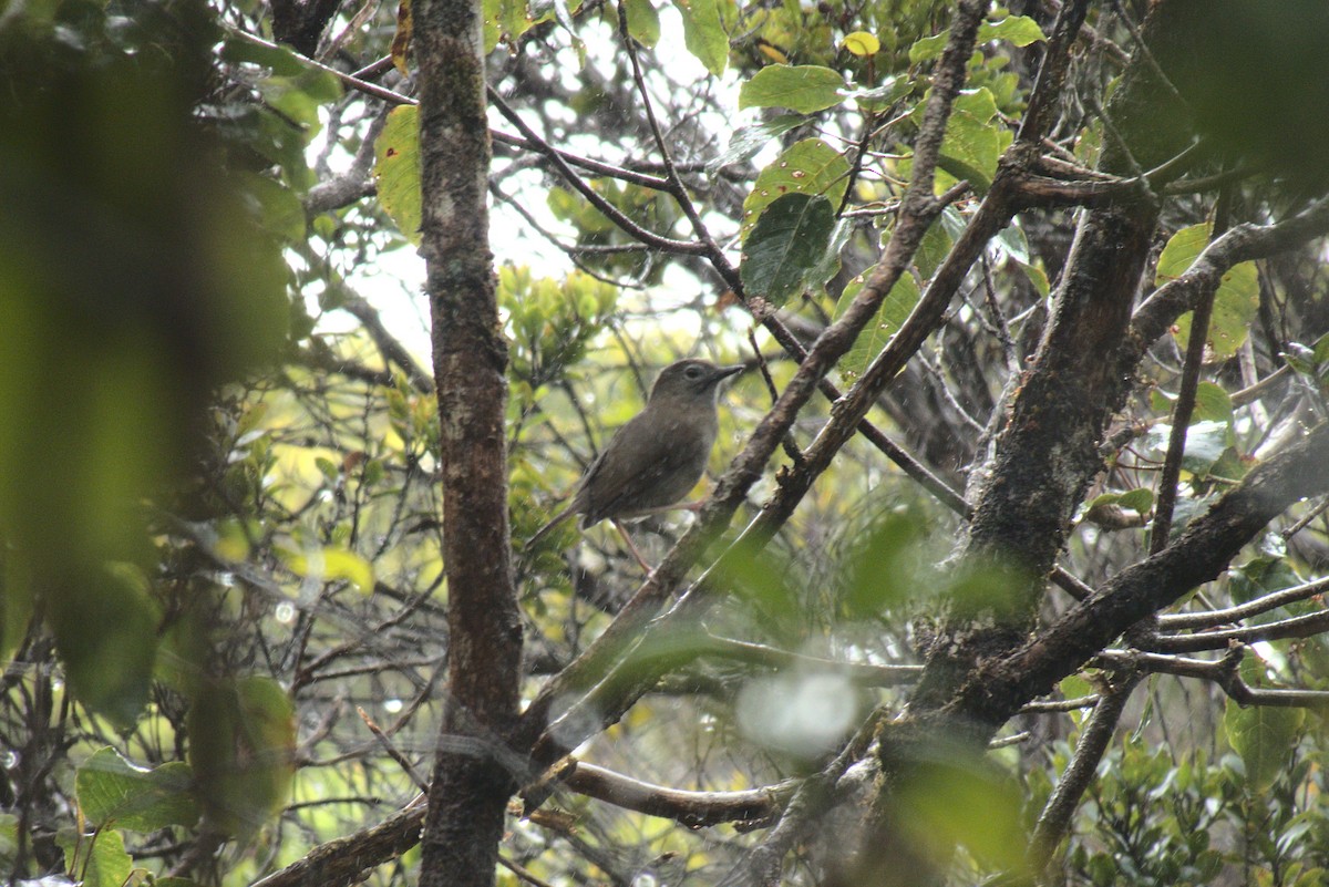 Solitario Puaiohi - ML612434071