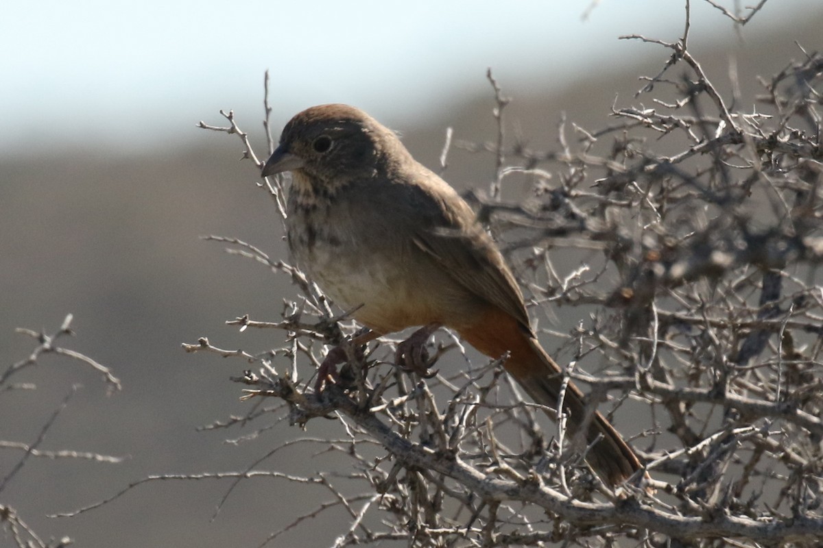 Canyon Towhee - ML612434117