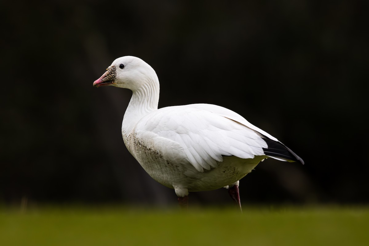 Ross's Goose - ML612434123