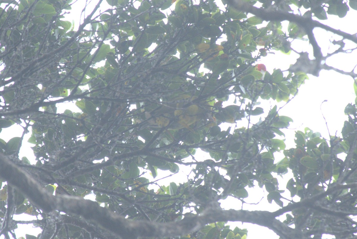 Kauai-Amakihikleidervogel - ML612434139