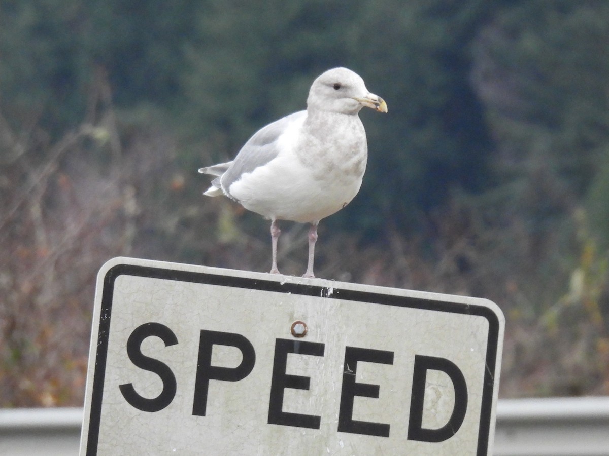 Glaucous-winged Gull - ML612434171