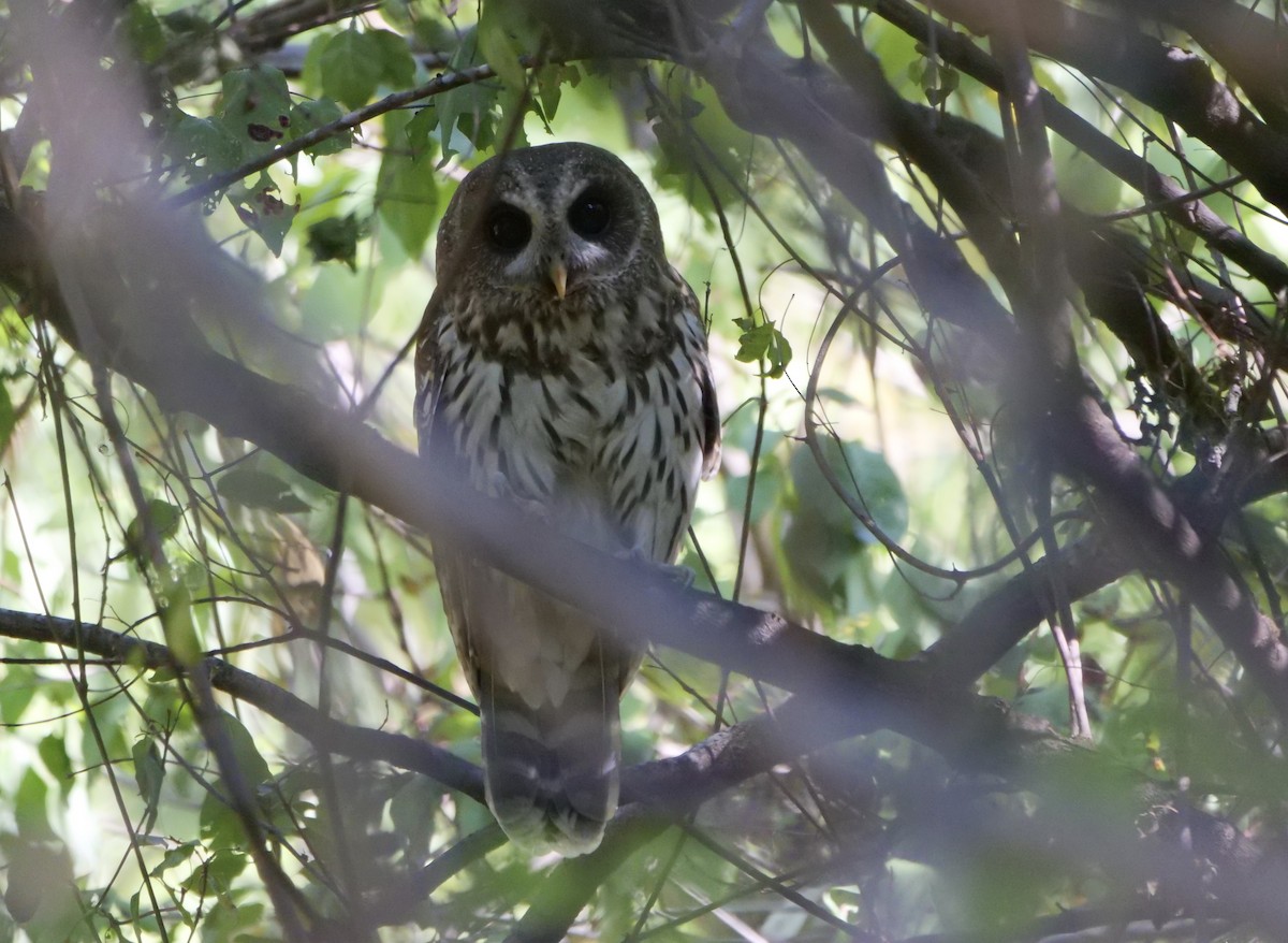 Mottled Owl - ML612434183