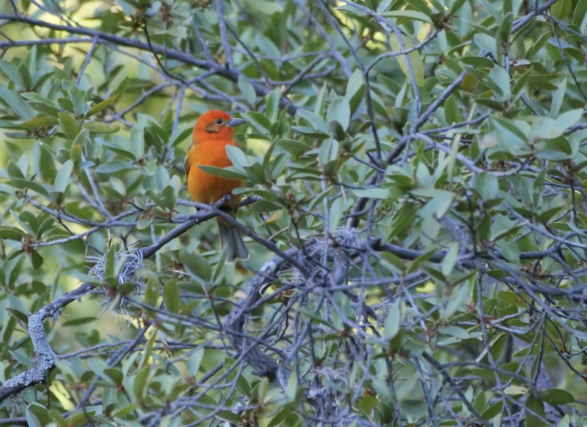 Flame-colored Tanager - ML612434189