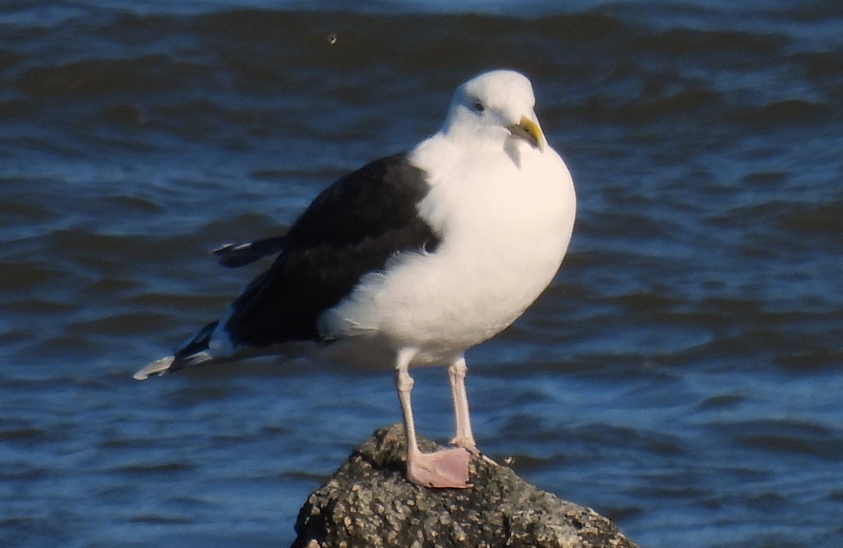 Great Black-backed Gull - Carol Baird Molander