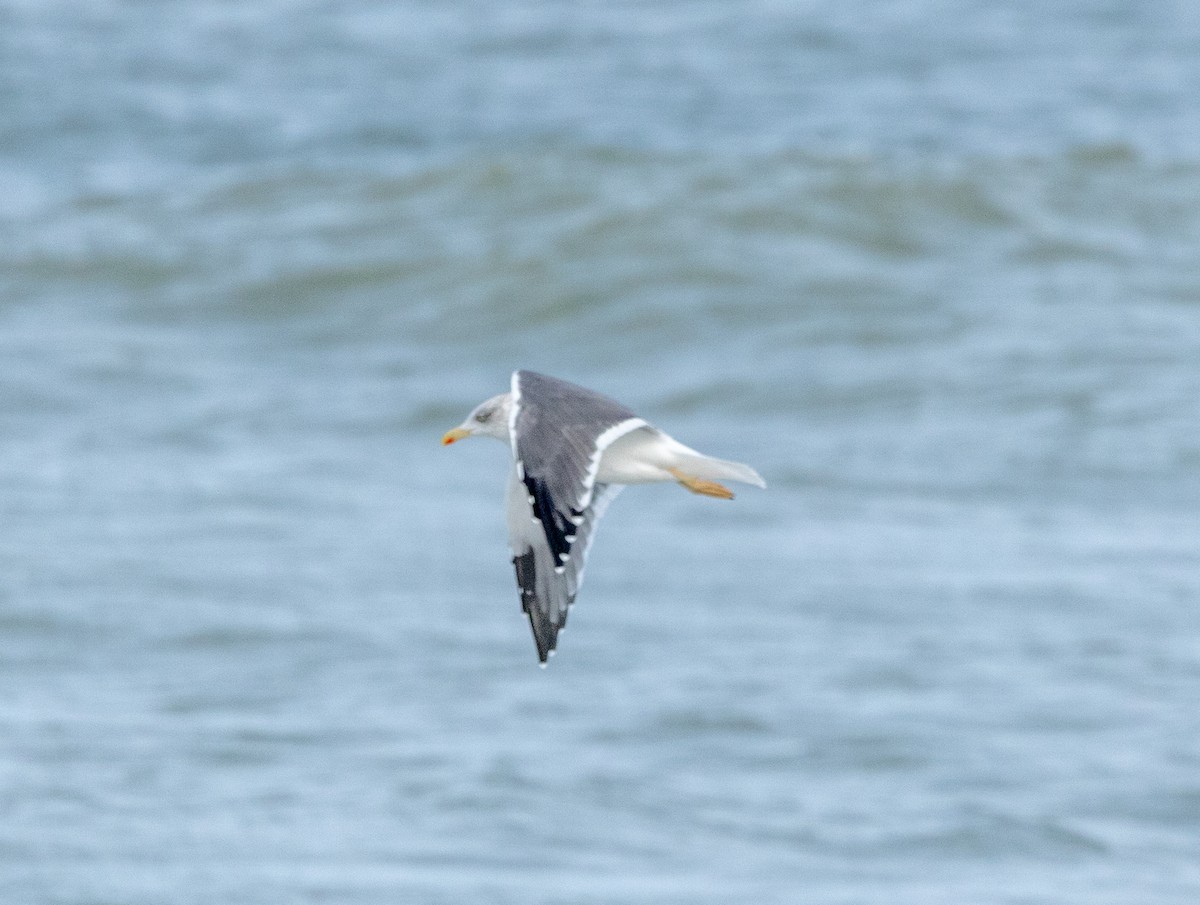 Lesser Black-backed Gull - ML612434360