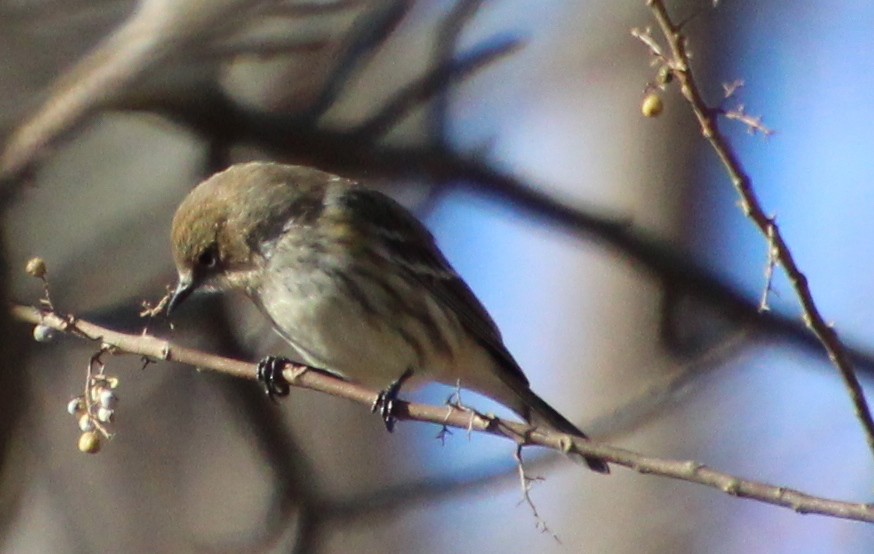 Yellow-rumped Warbler - ML612434426