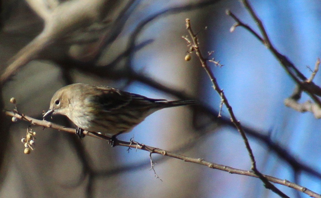 Yellow-rumped Warbler - ML612434427