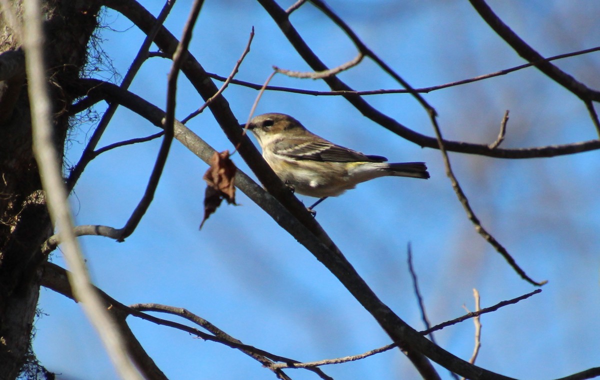 Yellow-rumped Warbler - ML612434428