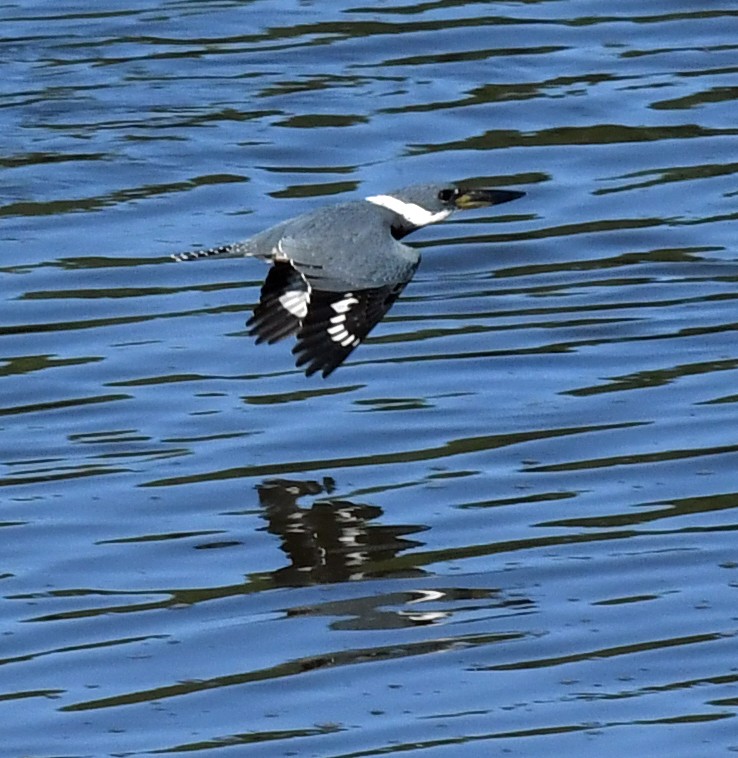 Belted Kingfisher - Richard Taylor