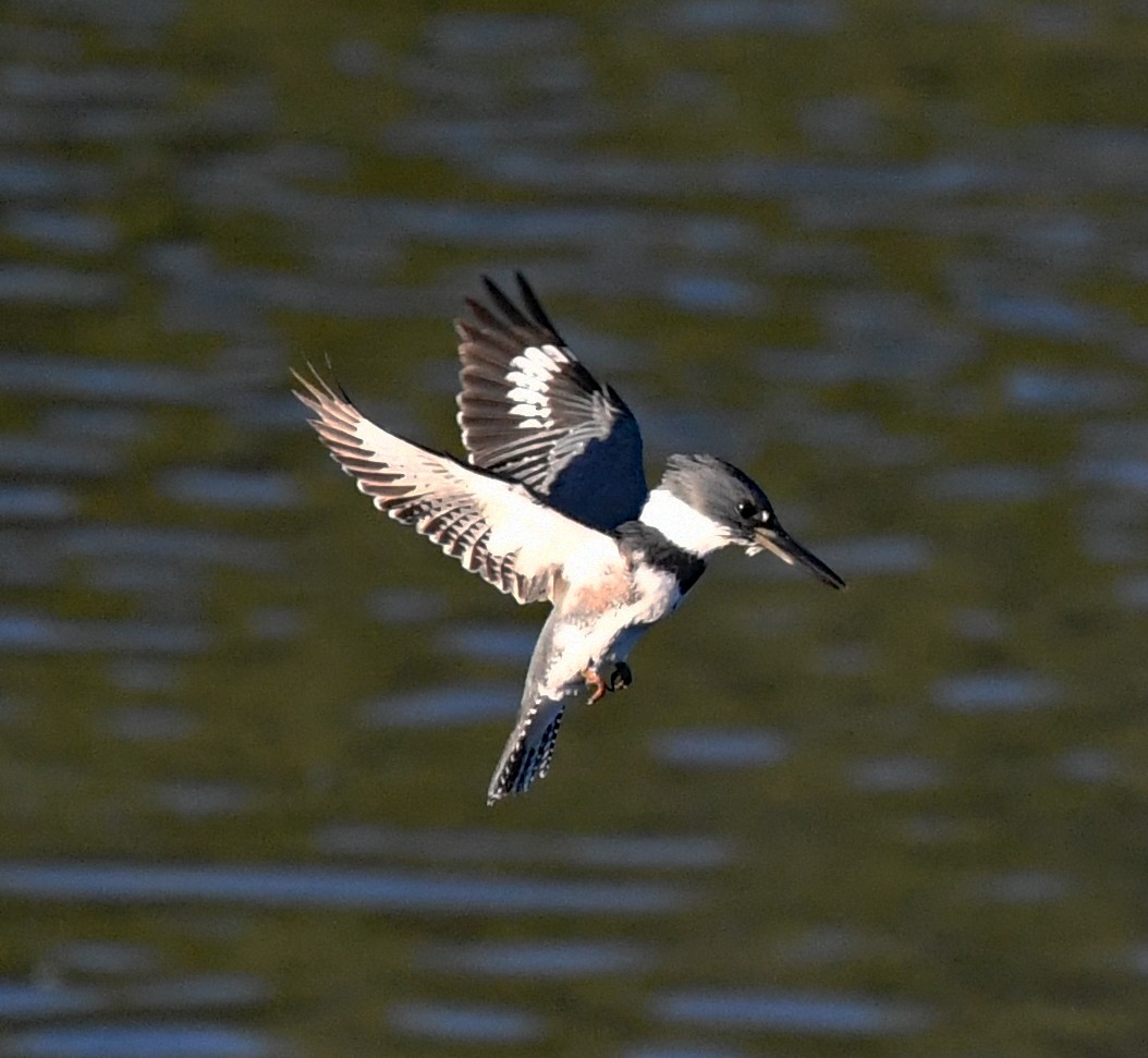 Belted Kingfisher - ML612434512