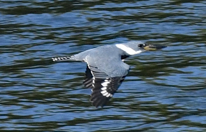 Belted Kingfisher - ML612434513
