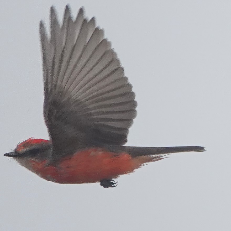 Vermilion Flycatcher - Richard Hall