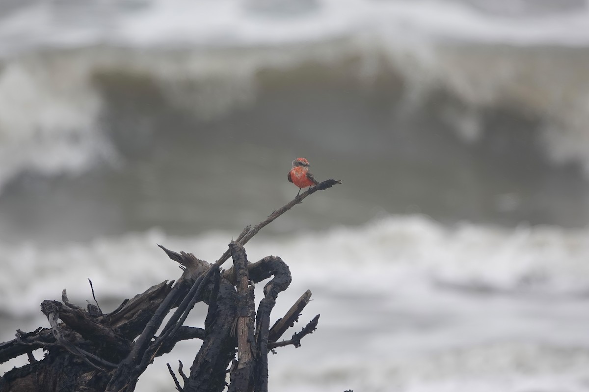 Vermilion Flycatcher - Richard Hall