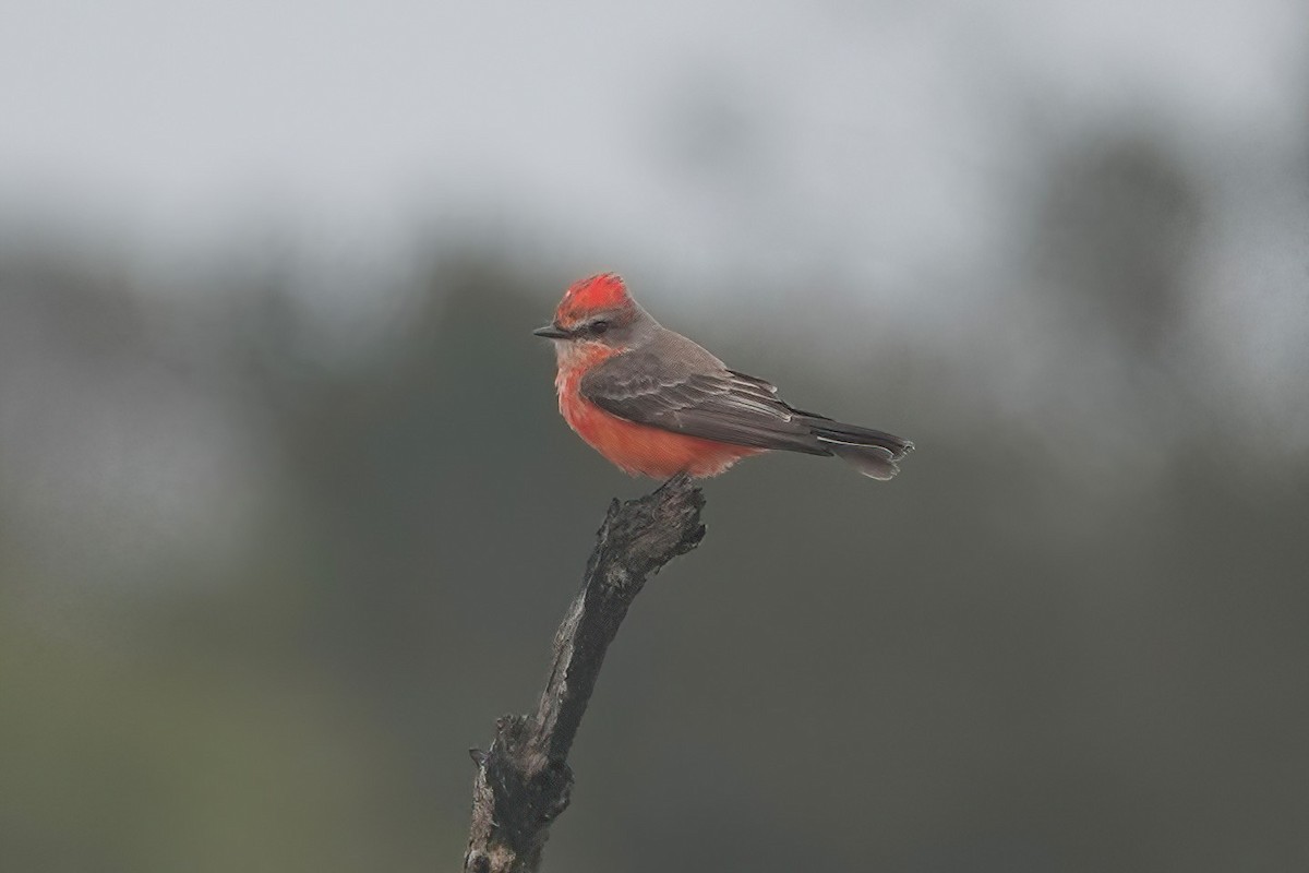 Vermilion Flycatcher - Richard Hall