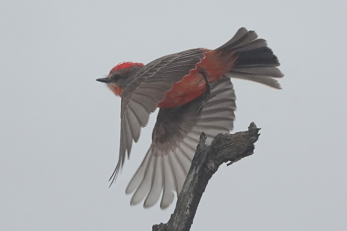 Vermilion Flycatcher - Richard Hall