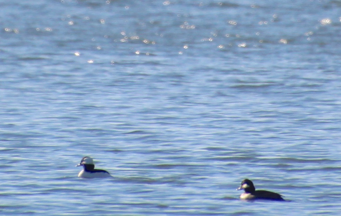 Bufflehead - ML612434550