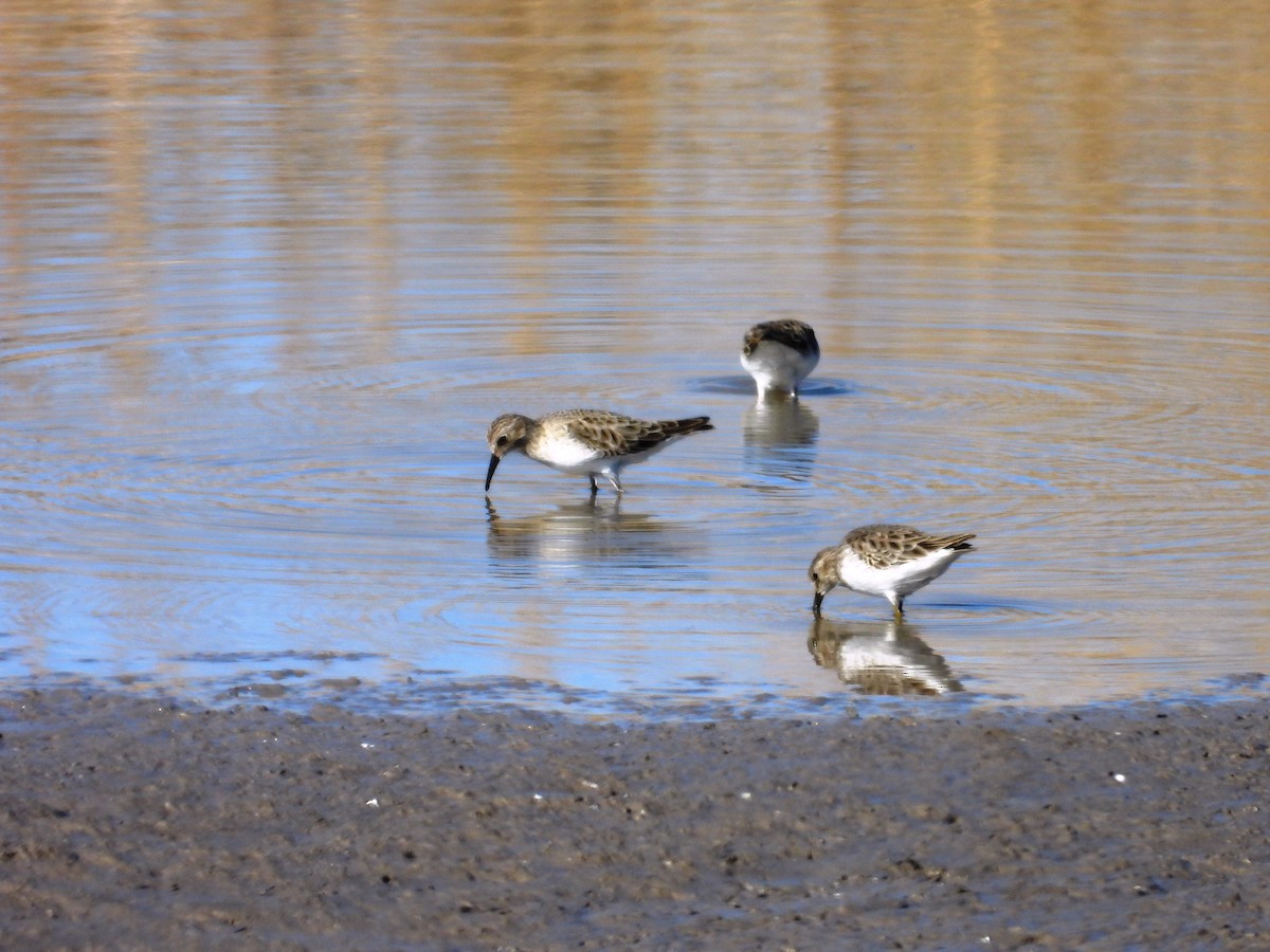 pygmésnipe - ML612434670