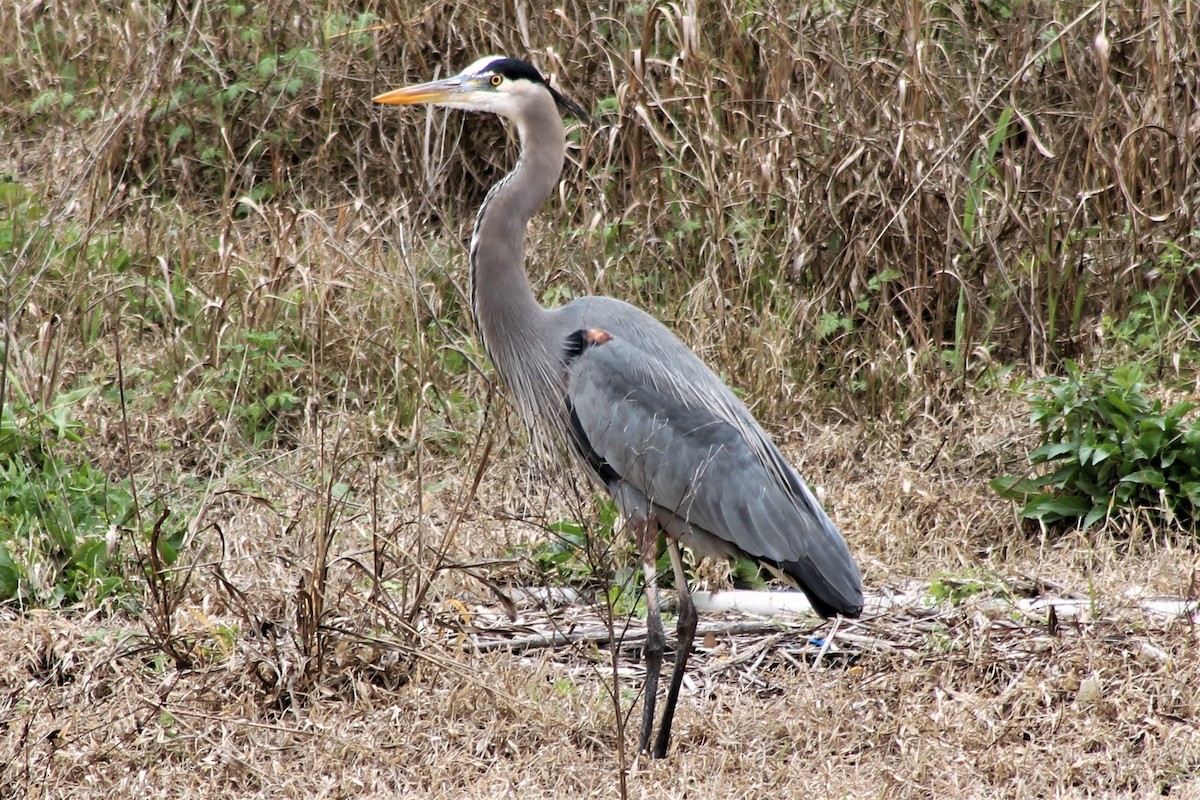 Great Blue Heron - ML612434716