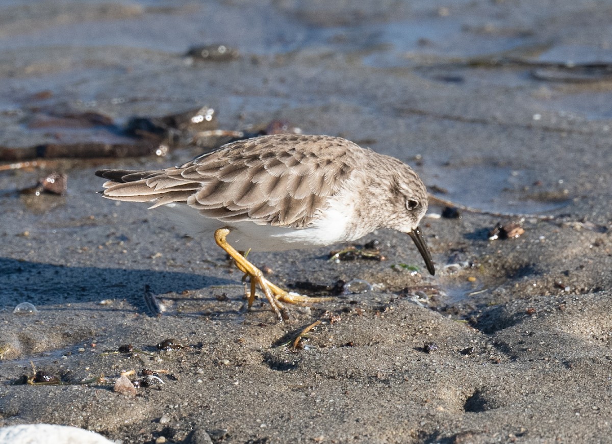 Least Sandpiper - ML612434717