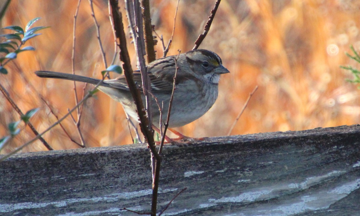 White-throated Sparrow - ML612434719