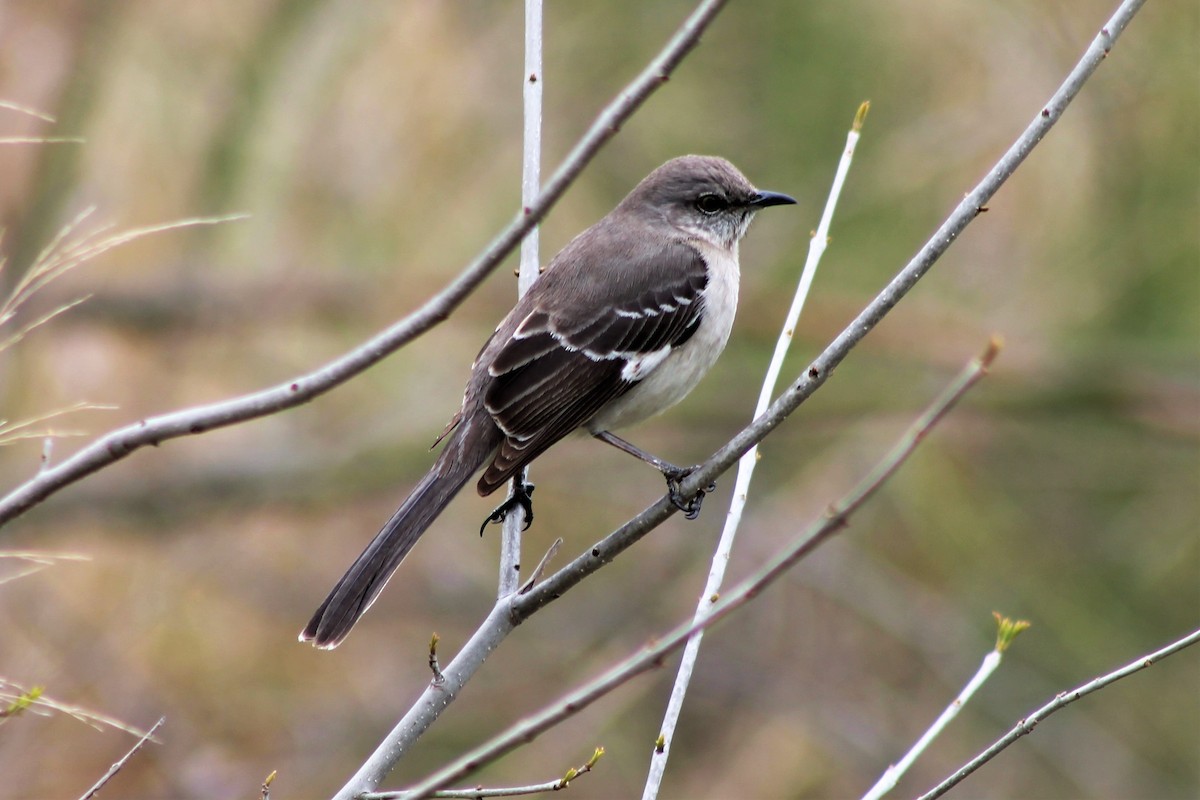 Northern Mockingbird - Brooke Ross