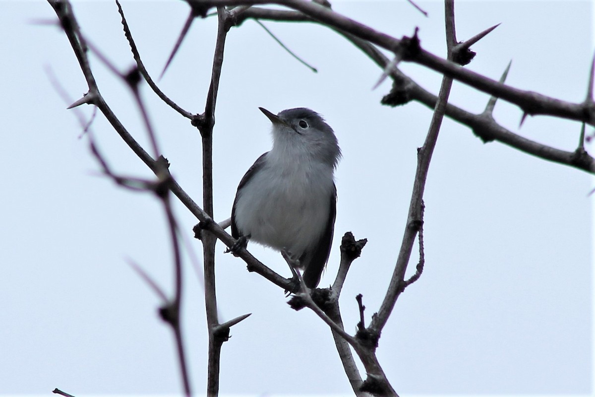 Blue-gray Gnatcatcher - Brooke Ross