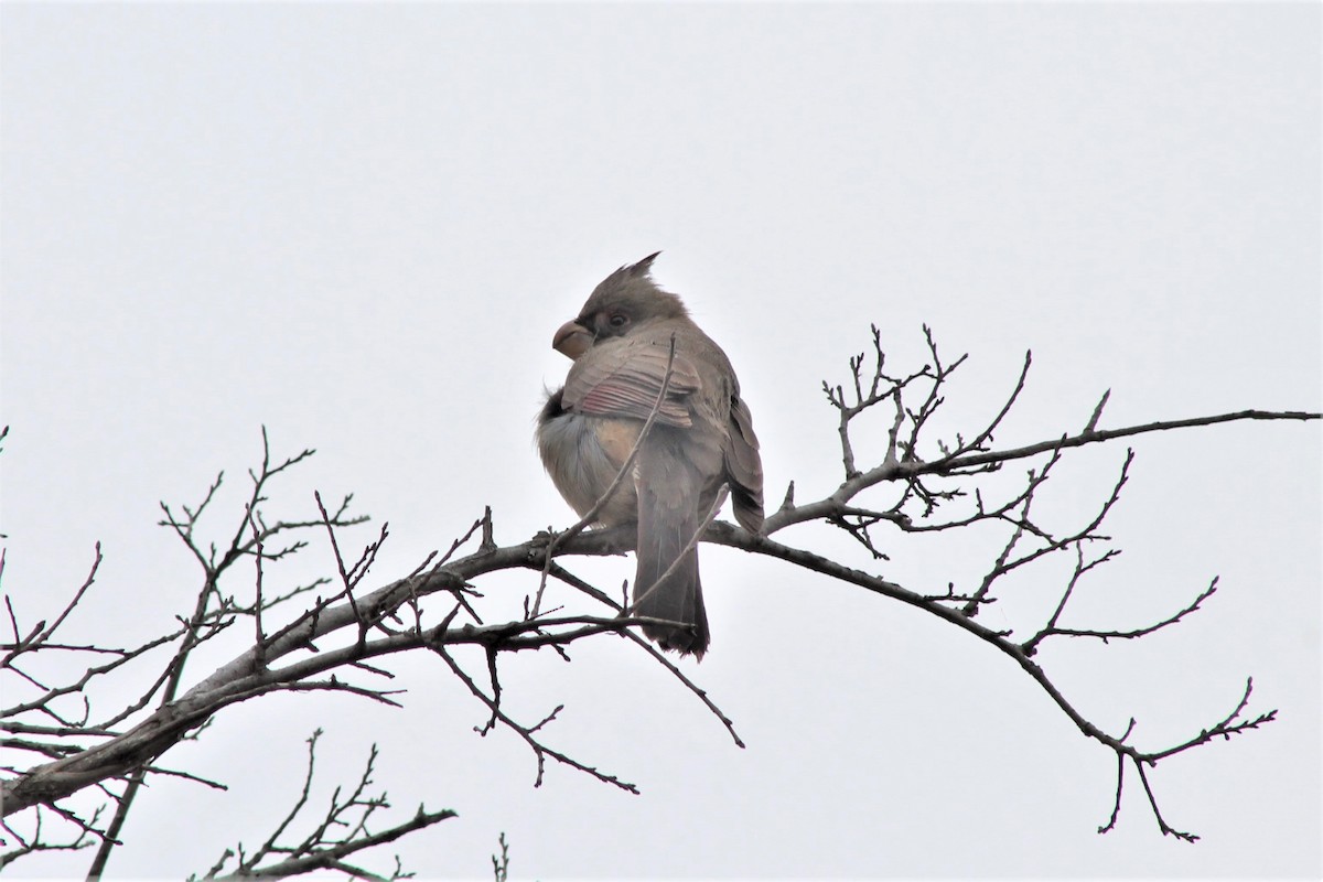 Cardinal pyrrhuloxia - ML612434732