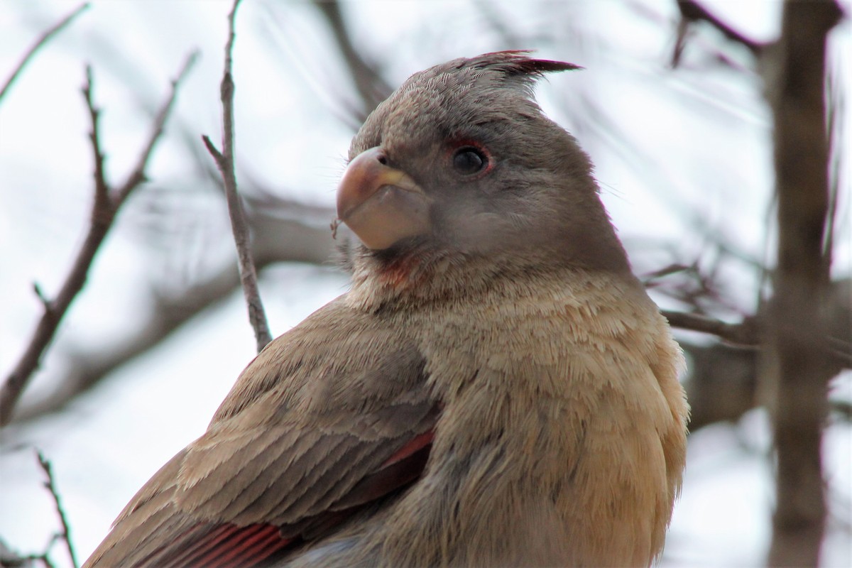 Cardinal pyrrhuloxia - ML612434734