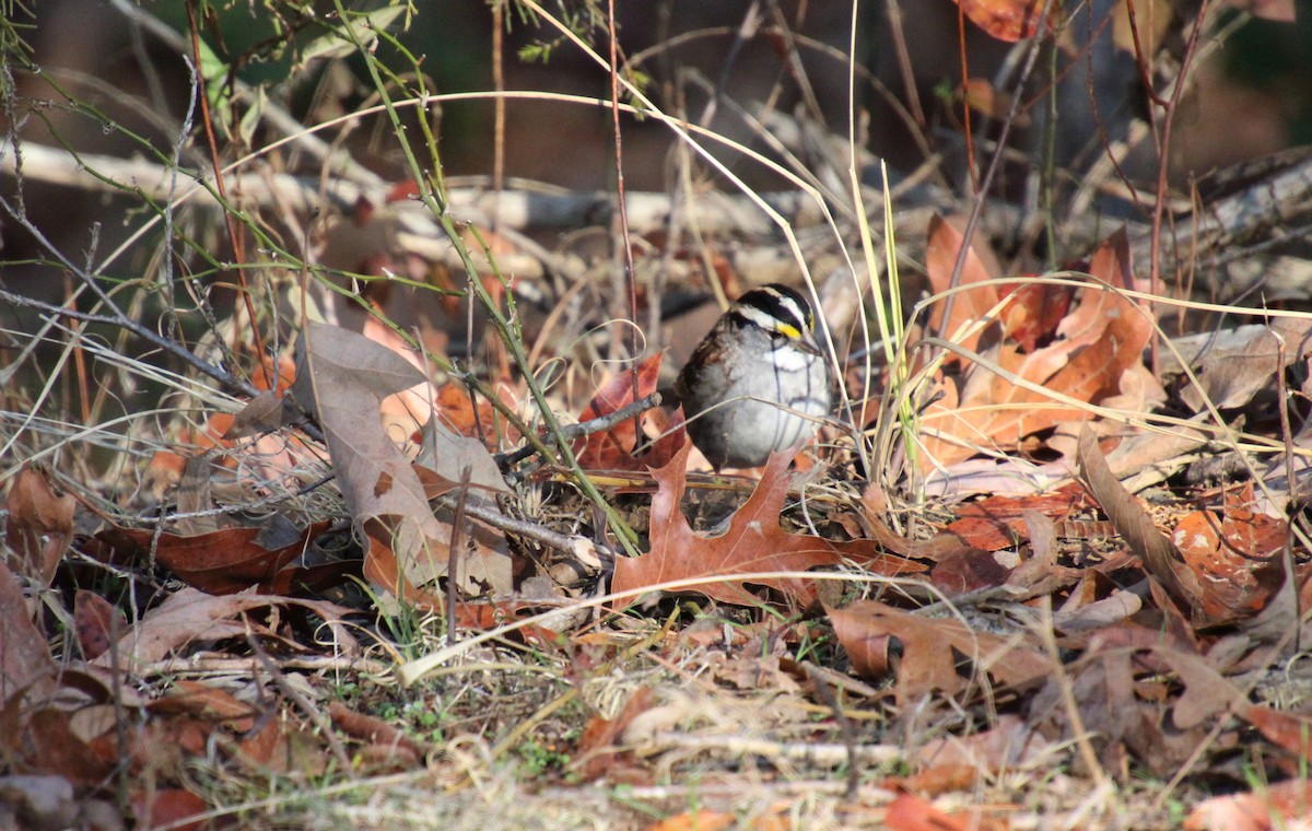 White-throated Sparrow - ML612434760