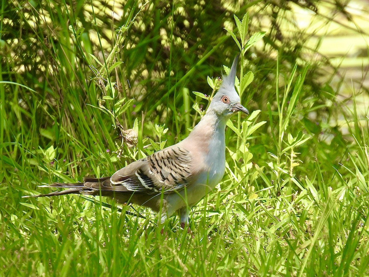 Crested Pigeon - ML612434821