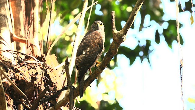 Brown Goshawk - ML612434847